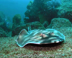 Guitar fish in the Sea of Cortéz  by Ramón Domínguez 